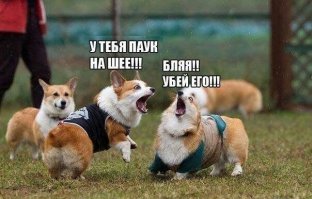 Хорошее настроение - у собаки на заднем плане.