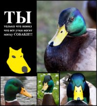 Утиные лица - ужасны! Иначе бы утки не носили маску собаки поголовно.