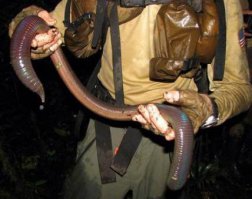 Австралийским рыбакам везет на дождевых червей