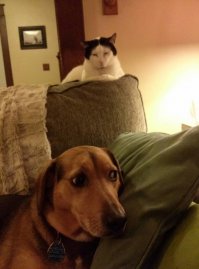 Собака порадовала))) Так то вроде всё в порядке, но чувство тревоги собачку не покидает.