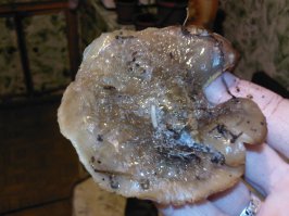 Мои грибы, собранные в декабре 2014 г. Слегка отмороженные).