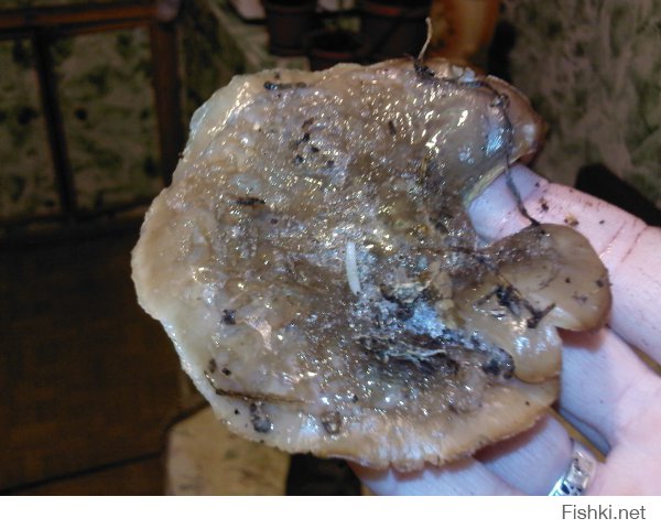 Мои грибы, собранные в декабре 2014 г. Слегка отмороженные).