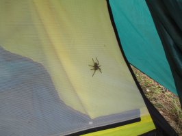 Мастера камуфляжа