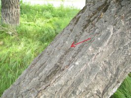 Мастера камуфляжа