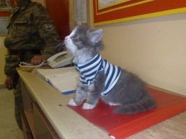 19 очаровательных котиков в свитерах