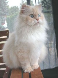 Какой такой соучастник???