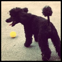 А это мой друг, не понимаю, как в таком маленьком существе вмещается столько любви и преданности