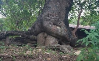 Тест личности по выбору рисунка дерева