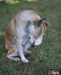 Кому-то в торрент закачивает данные про уринотерапию?!