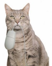 Кошка даже не смотрит на мышку?!