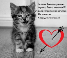 Зверюшки требуют внимания