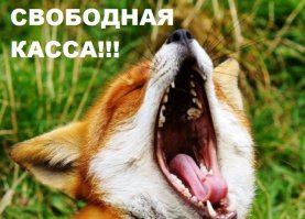 Лиса из Чернобыля делает себе бутерброд