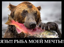 Животные в фотографиях