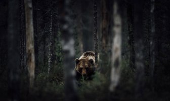 Мишка, Мишка, где твоя улыбка?!!
Полная задора и огня!!!
Но ошибку ты не делай, Мишка!!!
Обаму съешь, но только не меня...