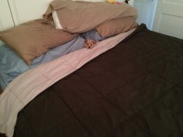 И в крошечном домике вот такую кроватку маленькую!!! Для огромной собаки!!!