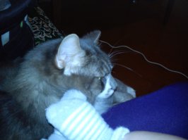 Мальчики и их кошки 