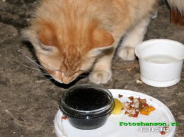 Кот с нетерпением ждет того самого момента