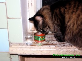 Кот с нетерпением ждет того самого момента