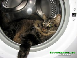 Кот испытатель