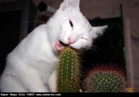 Кошачьи неудачи