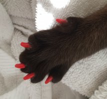 у нее силиконовые наклейки на когти, чтобы не царапалась