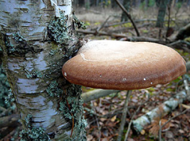 Министерство юстиции в Грузии похоже на трутовые грибы