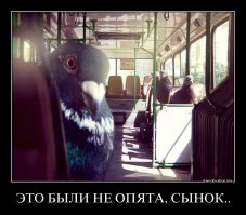 Подборка пятничных демотиваторов