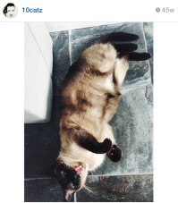 мои красавицы