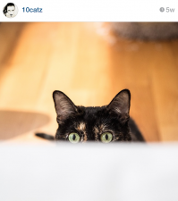 мои красавицы