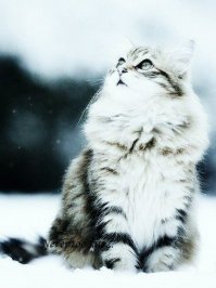 зимние морозные коты :)