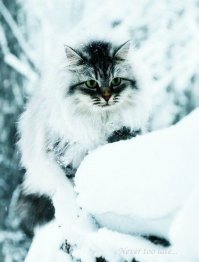 зимние морозные коты :)