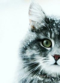 зимние морозные коты :)