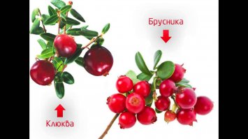 потому что это клюква