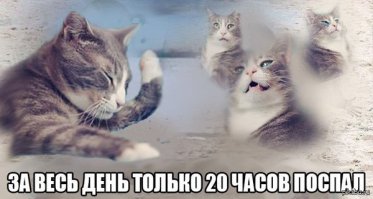 проблемы кота