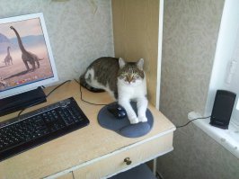 Раньше на этом месте стоял ЭЛТ моник на котором котейка валялся, моник поменялся, привычка осталась)
