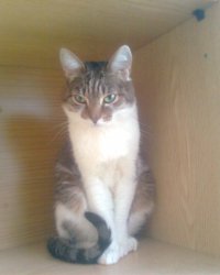 Молодец! Это неравнодушие и ответственность,сильно! Я своего кота тоже подобрал на улице,в мороз,замерзающего,вылечил и выходил,вот такой вырос хулиган)