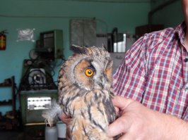 Загадочная красота сов