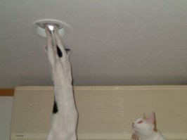 Была бы лампочка - сам поменял.