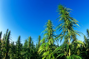 В мире гигантов: растения