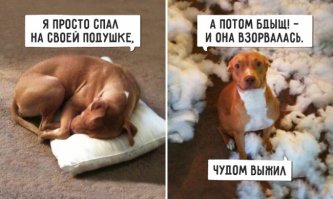 Провинившиеся собаки