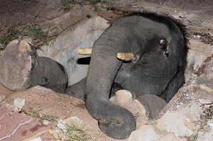 - выручай, Форрест