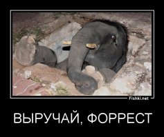 Щенок без лапы стал подарком для малышки без ног