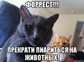 Видно, ее собаки драли, а она котят защищала