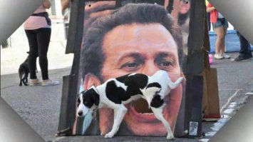 Фотобомбы и фотобомбочки с животными