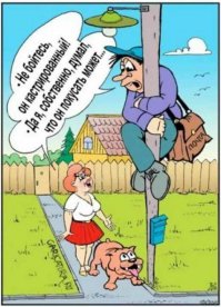 Самый крупный питбуль в мире