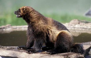 Про росомаху не может быть. У росомахи нет таких  когтей, чтоб человеку голову за раз снять, да и ни у какого  животного таких когтей нет.