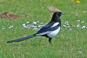 Чот  эта  "сорока" на местных  сорок  вообще  непохожа.