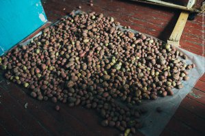 Честно говоря я думаю, что там картофан не растет.
Наверно, тот чувак с побитой мордой овощебазу обнес.