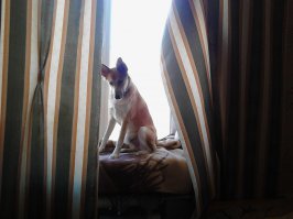 У нас на окне любимое место. Кошка научила.