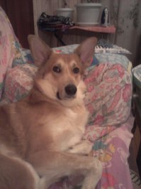 Обожаю собак. Вот мое солнце - Герман.